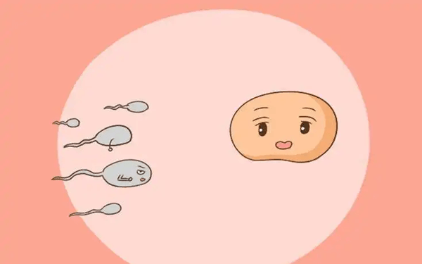 成都代怀最正规的,想生三胎做试管婴儿可以吗