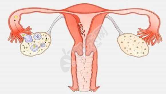 成都代怀小孩联系方式,试管婴儿移植胚胎放到子宫哪个位置